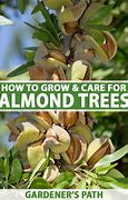 Image result for elocone nut tree