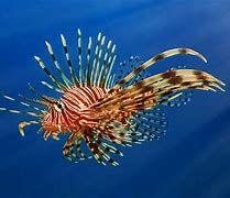 Image result for Lionfish Pet