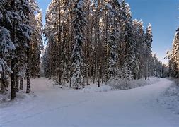 Image result for Sweden Forest Winter