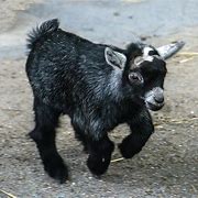 Image result for Goat Babies