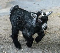 Image result for pygmy goat cartoon