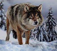 Image result for Dire Wolf Extinct