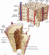 Image result for Open Diagram of Bone