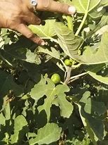 Image result for Anjeer Plant Flowers