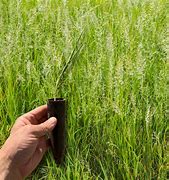 Image result for Sweetgrass Plant Care