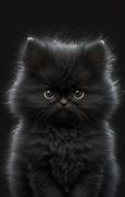 Image result for Black Cat Background 4K