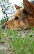 Image result for Sad German Shepherd