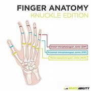 Image result for Finger Knuckle Names