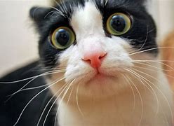 Image result for Funny Cat Scary