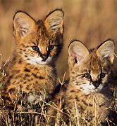 Image result for Serval Cat Tail