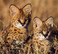 Image result for Red Serval Cat