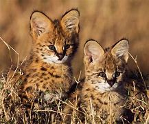 Image result for Serval Cat Mix