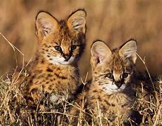 Image result for Serval Cat Eating