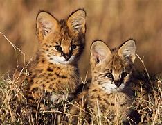 Image result for Black Serval Cat