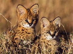 Image result for Serval Cat Lynx