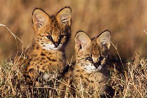 Image result for African Serval Wild Cat