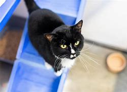 Image result for Cat Using Toliet