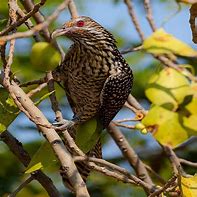 Image result for Bird Hawk Animals