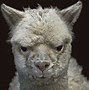 Image result for Alpaca Jokes