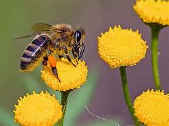 Image result for Bees R64