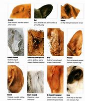 Image result for Dog Eared Catalog