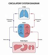 Image result for Circulatory System Diagram KS4