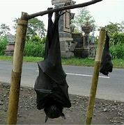 Image result for Arabic Bats