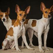 Image result for Red Rat Terrier