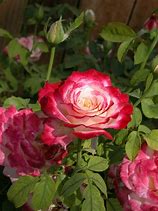 Image result for Rose Paan