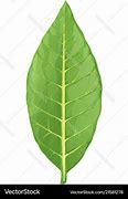 Image result for Tobacco Leaf with Plume