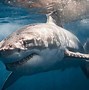 Image result for Great White Shark On Land