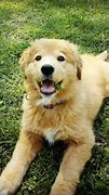 Image result for Golden Retriever Mix Puppies