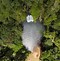 Image result for Drone Top View