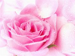 Image result for Lmk Rose