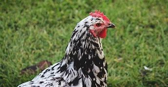 Image result for Java Chicken Breeders