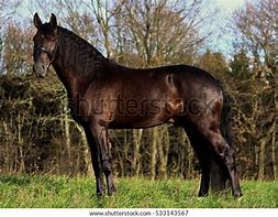 Image result for Light Brown Draft Horse