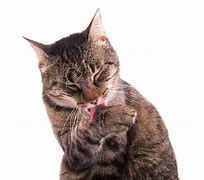 Image result for Feline Skin Disease