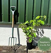 Image result for Polk Berry Roots