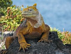 Image result for Galapagos Land Iguana