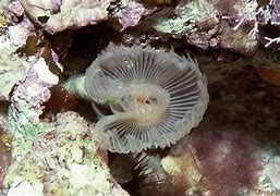 Image result for Phoronid