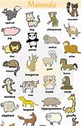 Image result for Every Kind of Animal