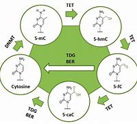 Image result for Methyl Drawing