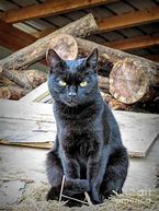 Image result for Moody Black Cat