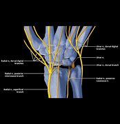 Image result for Radial Nerve in Hand