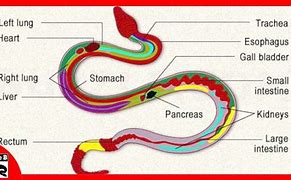 Image result for Python Anatomy