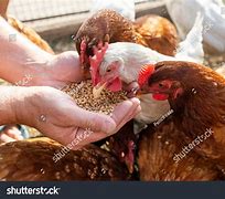 Image result for Poultry Pictues