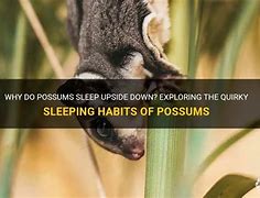 Image result for Possum Sleeping Upside Down