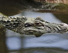 Image result for Amazon River Caiman