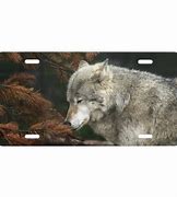 Image result for Zazzle License Plates Wolf