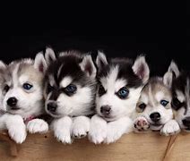 Image result for Husky Dog Background